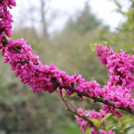 50 Chinese Redbud (Cercis Chinensis) Seeds - Seed World