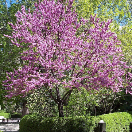 50 Chinese Redbud (Cercis Chinensis) Seeds - Seed World