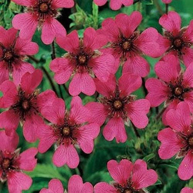 50 Cinquefoil | Potentilla Nepalensis Seeds - Seed World