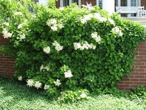 50 Climbing Hydrangea Seeds - Seed World