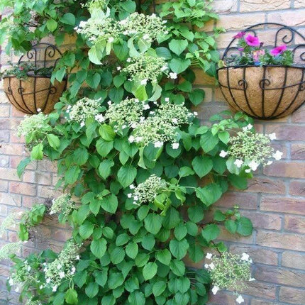 50 Climbing Hydrangea Seeds - Seed World