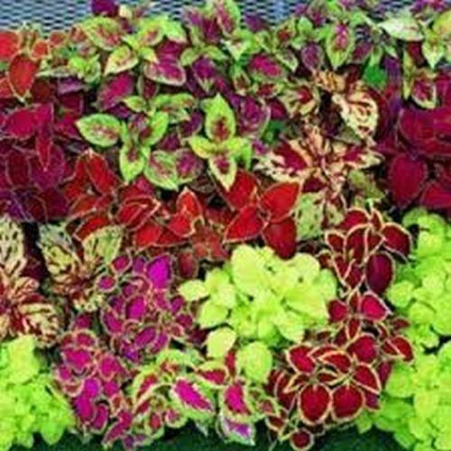 50 Coleus Rainbow Mix Seeds - Seed World