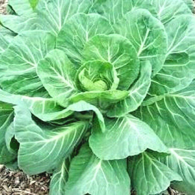 50 Collard Greens | Georgia Southern Seeds - Seed World