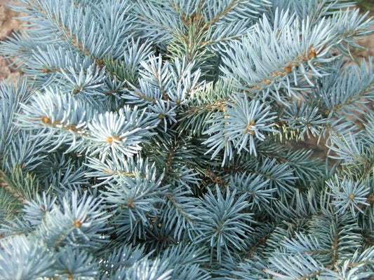50 Colorado Blue Spruce Seeds - Seed World