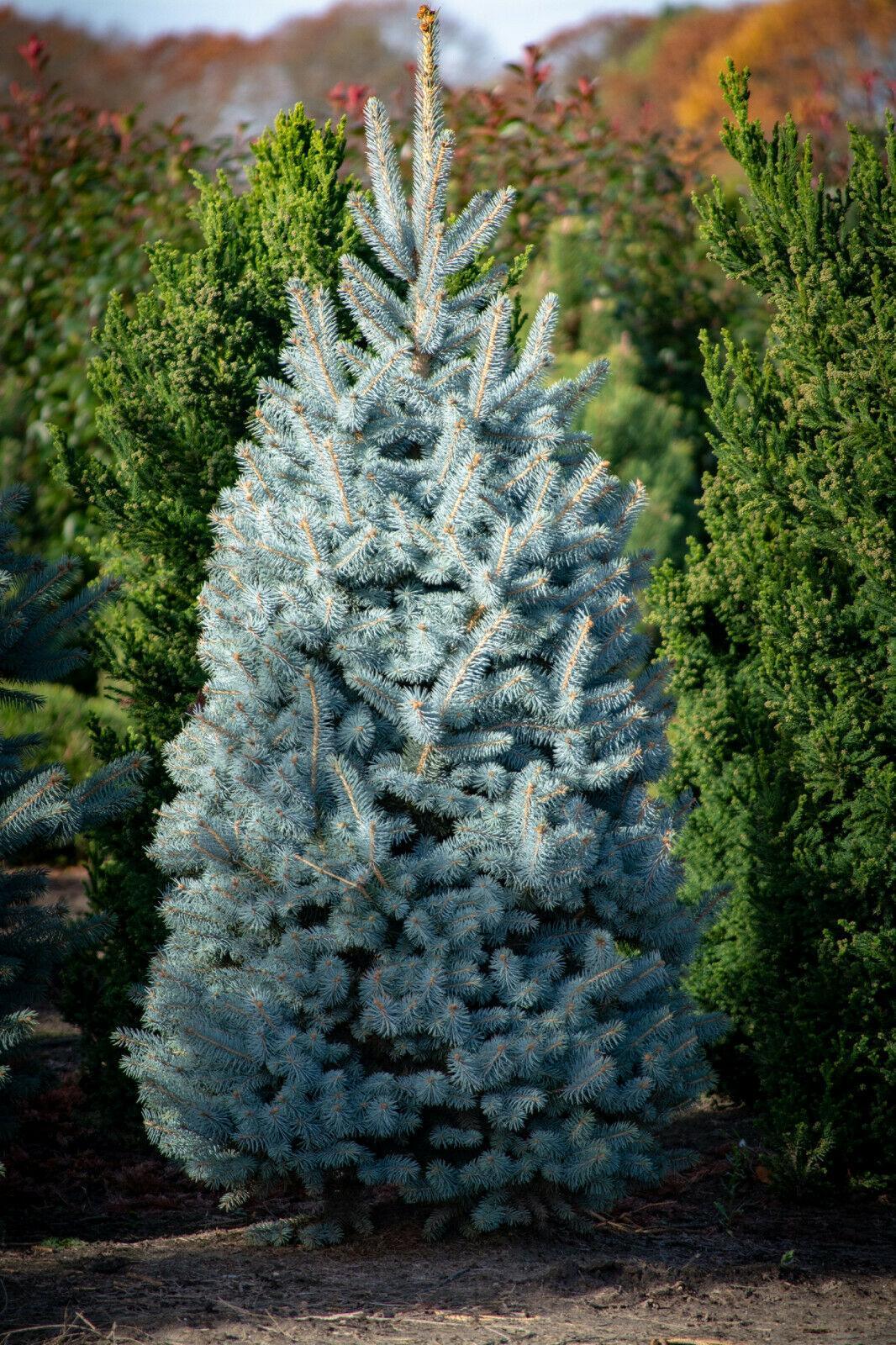 50 Colorado Blue Spruce Seeds - Picea Pungens Tree - Seed World