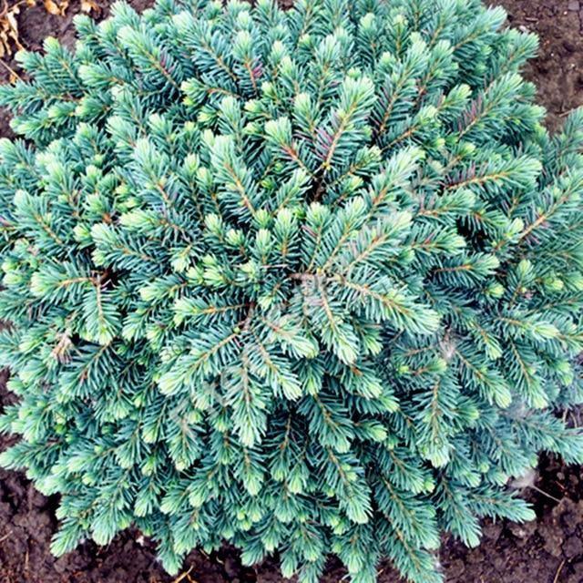50 Colorado Blue Spruce Seeds - Picea Pungens Tree - Seed World