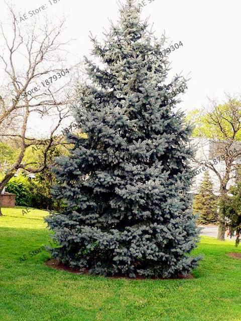 50 Colorado Blue Spruce Seeds - Picea Pungens Tree - Seed World