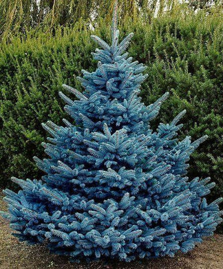 50 Colorado Blue Spruce Seeds - Picea Pungens Tree - Seed World