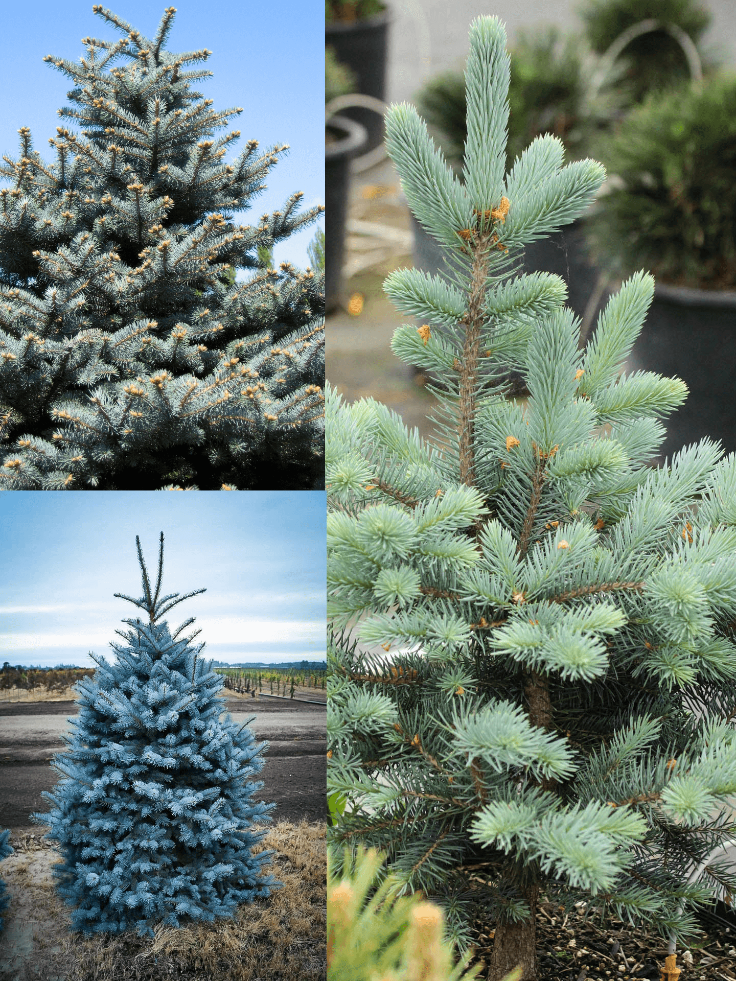 50 Colorado Blue Spruce Seeds - Picea Pungens Tree - Seed World