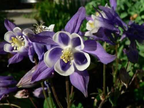 50 Columbine (Aquilegia Vulgaris) William Guinness Seeds - Seed World