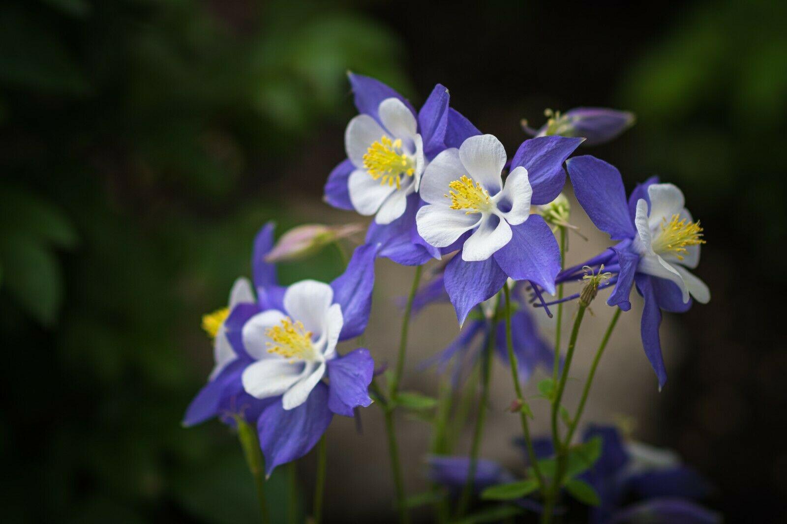 50 Columbine (Aquilegia Vulgaris) William Guinness Seeds - Seed World