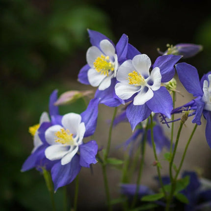 50 Columbine (Aquilegia Vulgaris) William Guinness Seeds - Seed World