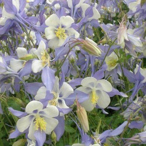 50 Columbine Blue Star Seeds - Seed World