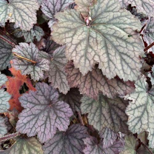 50 Coral Bells - Heuchera - Americana Seeds - Seed World