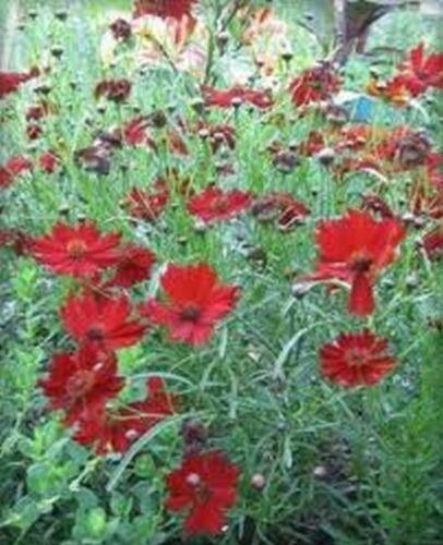 50 Coreopsis (Tinctoria) Mahogany Midget Seeds - Seed World