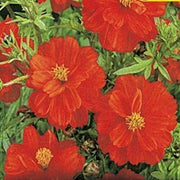 100 Cosmos Sulphur Red Seeds - Seed World