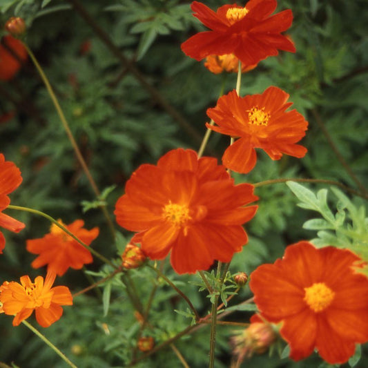 100 Cosmos Sulphur Red Seeds - Seed World