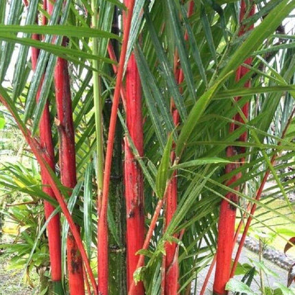 Tropical plant with red stalks and green leaves