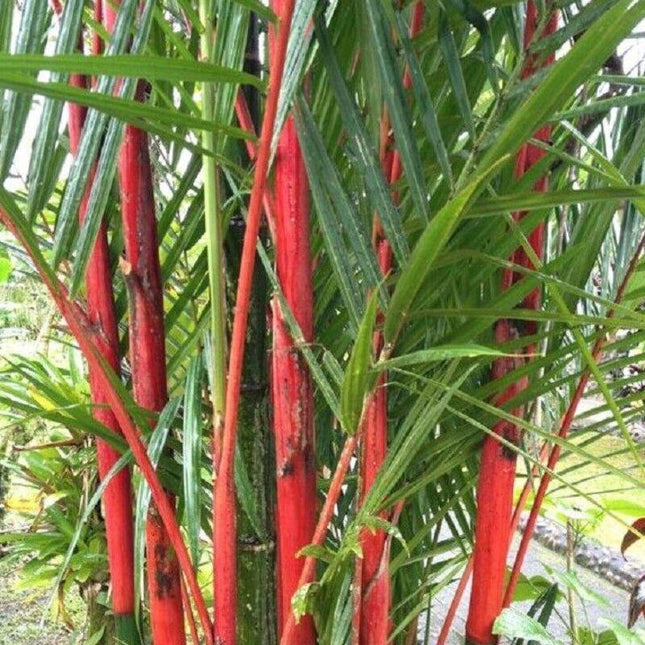 Tropical plant with red stalks and green leaves