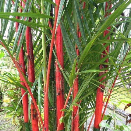 50 Costa Rico Red Moso Bamboo Seeds - Seed World