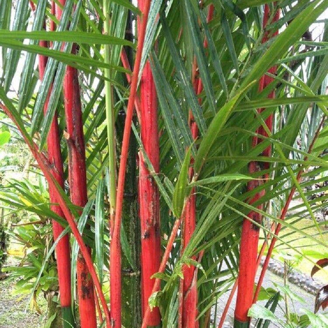 50 Costa Rico Red Moso Bamboo Seeds - Seed World