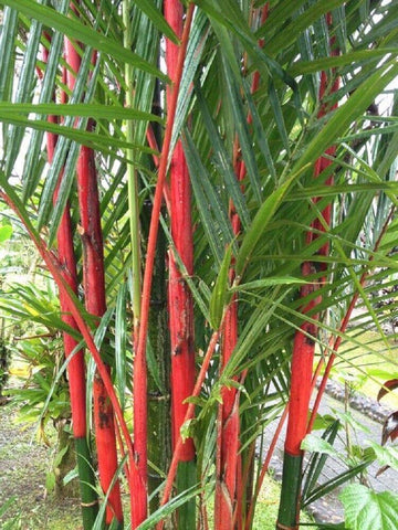 Costa Rica Red Moso Bamboo Seeds