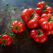 50 Coustralee Tomato Seeds - Seed World