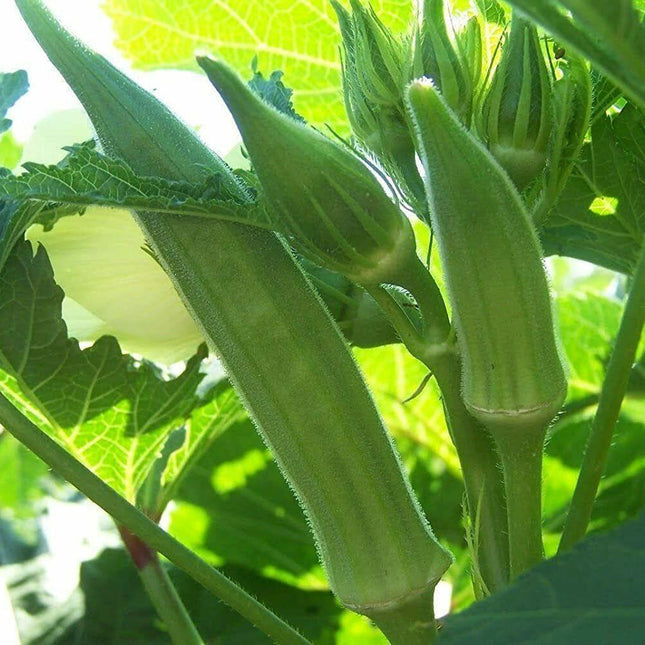 50 Cowhorn Okra (Abelmoschus esculentus) Seeds - Seed World
