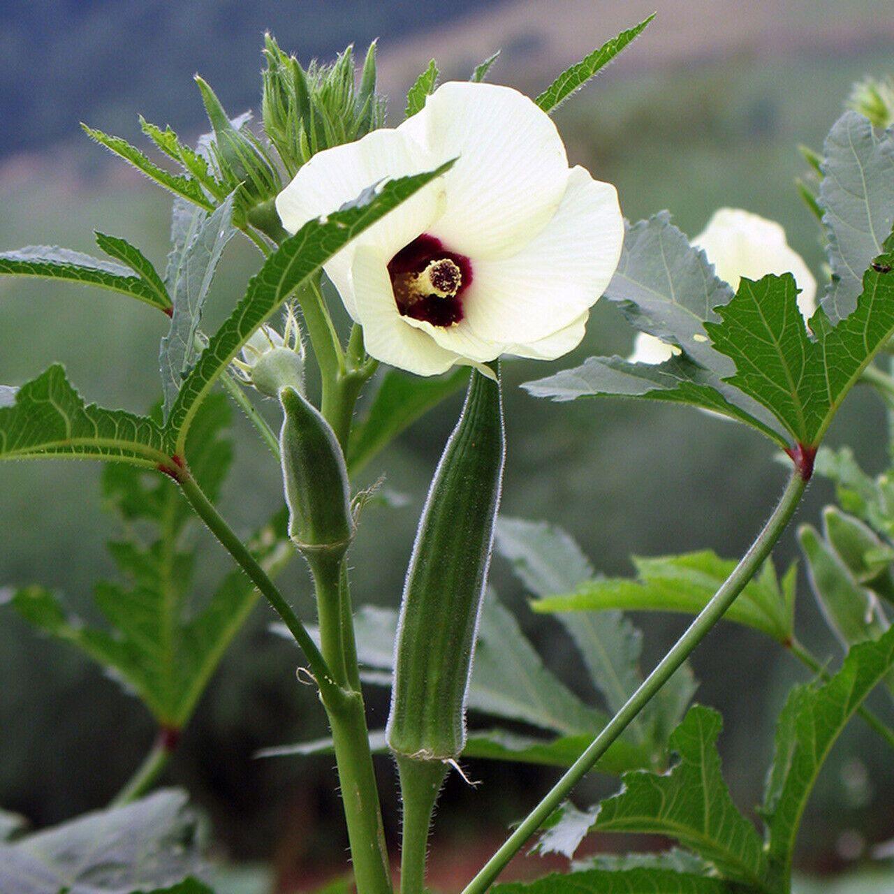 50 Cowhorn Okra (Abelmoschus esculentus) Seeds - Seed World