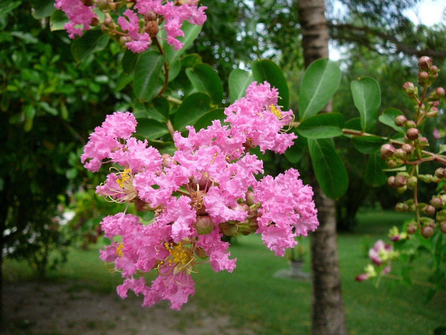 50 Crape Myrtle (Lagerstroemia Indica) Seeds - Seed World