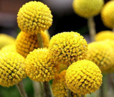 50 Craspedia Billy Buttons Craspedia Globosa Seeds - Seed World