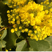 50 Creeping Oregon Grape (Mahonia Repens) Seeds - Seed World