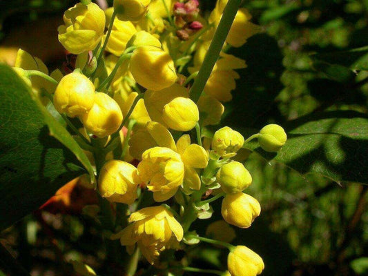 50 Creeping Oregon Grape (Mahonia Repens) Seeds - Seed World