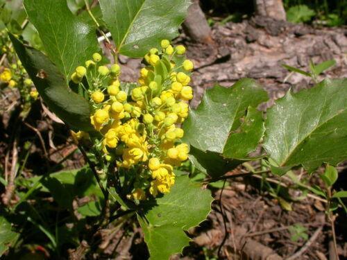 50 Creeping Oregon Grape (Mahonia Repens) Seeds - Seed World