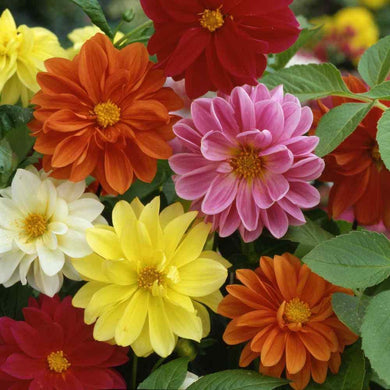 50 Dahlia Unwin Bedding Mix Seeds - Seed World