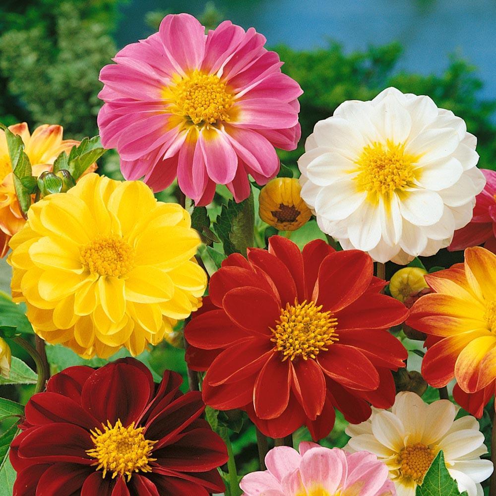 50 Dahlia Unwin Bedding Mix Seeds - Seed World