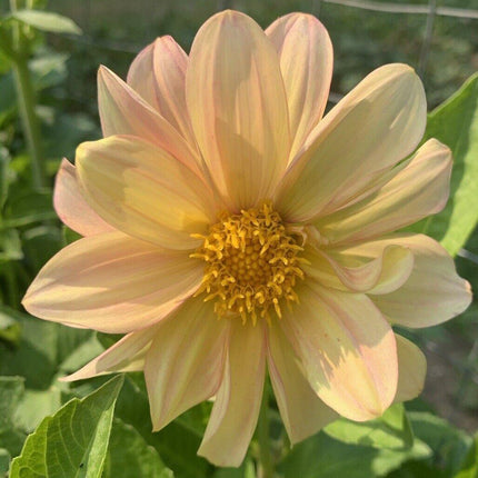 50 Dahlia Unwin Bedding Mix Seeds - Seed World