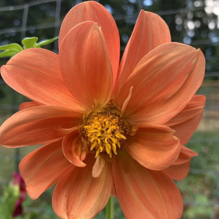 50 Dahlia Unwin Bedding Mix Seeds - Seed World