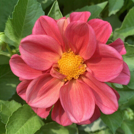 50 Dahlia Unwin Bedding Mix Seeds - Seed World