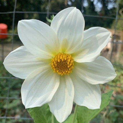 50 Dahlia Unwin Bedding Mix Seeds - Seed World