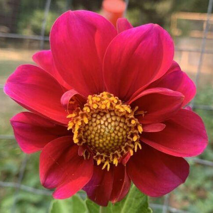50 Dahlia Unwin Bedding Mix Seeds - Seed World