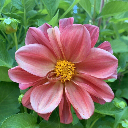 50 Dahlia Unwin Bedding Mix Seeds - Seed World