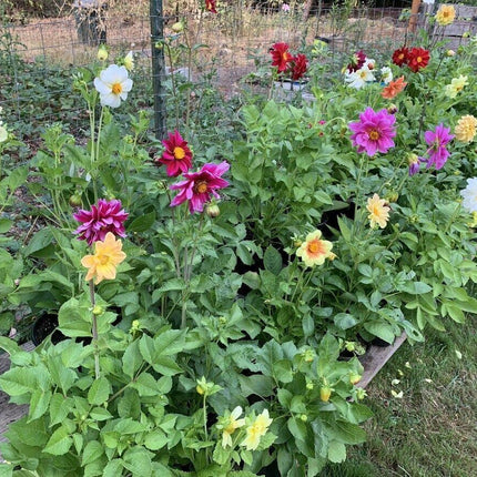 50 Dahlia Unwin Bedding Mix Seeds - Seed World