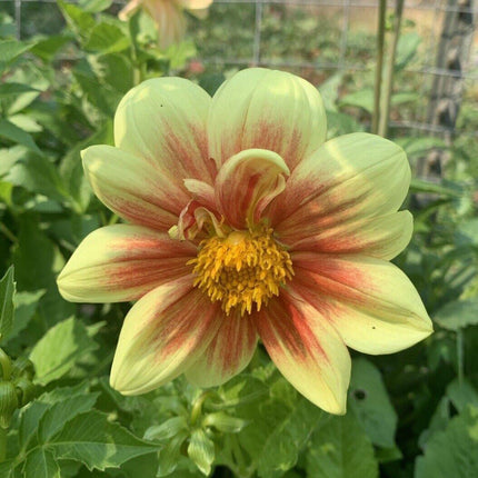 50 Dahlia Unwin Bedding Mix Seeds - Seed World