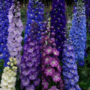 50 Dark Mix Delphinium Seeds - Seed World