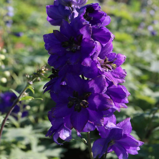 50 Dark Mix Delphinium Seeds - Seed World