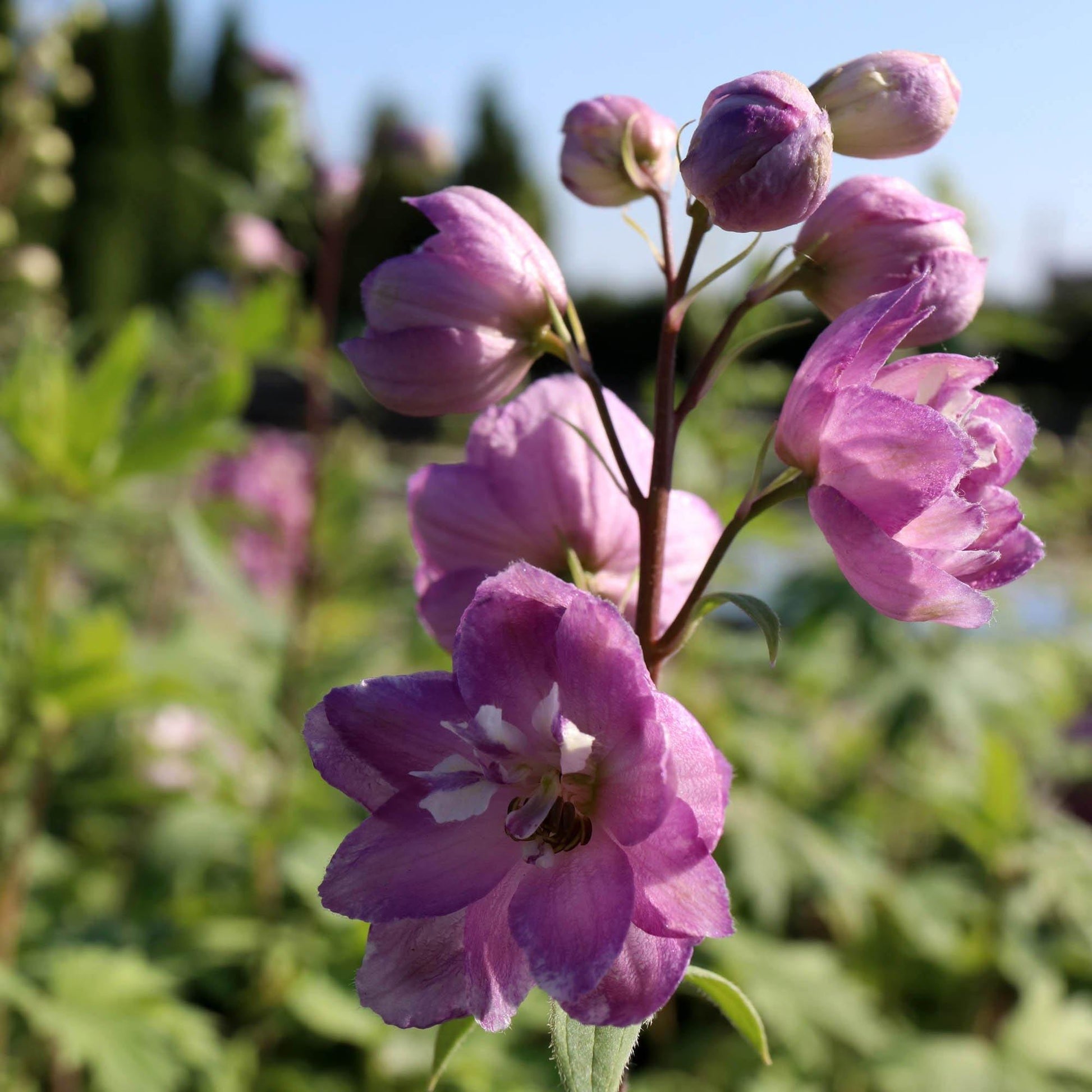 50 Dark Mix Delphinium Seeds - Seed World