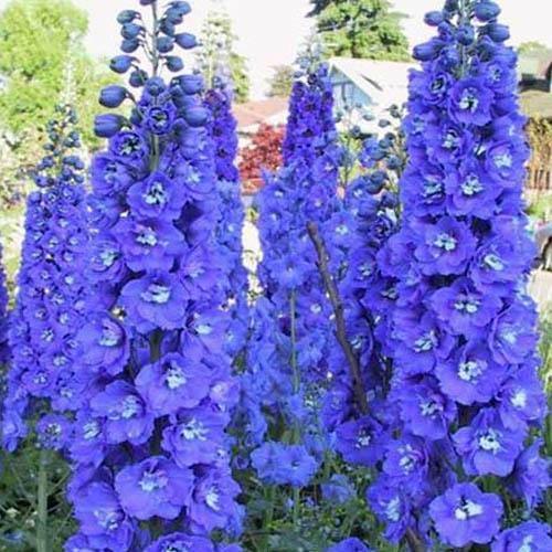 50 Dark Mix Delphinium Seeds - Seed World