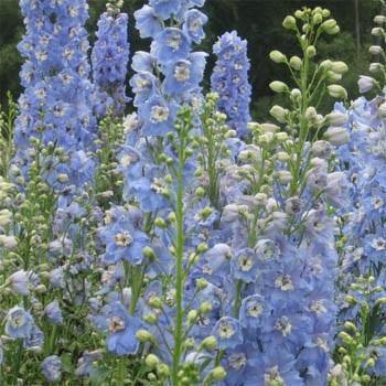 50 Dark Mix Delphinium Seeds - Seed World