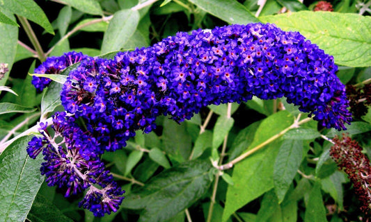 50 Dark Purple Butterfly Bush Seeds - Seed World